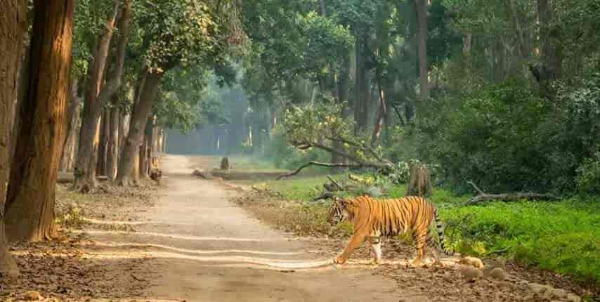 jim corbett