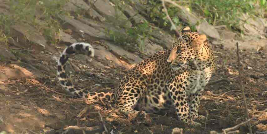 sariska Tiger Safari Tour