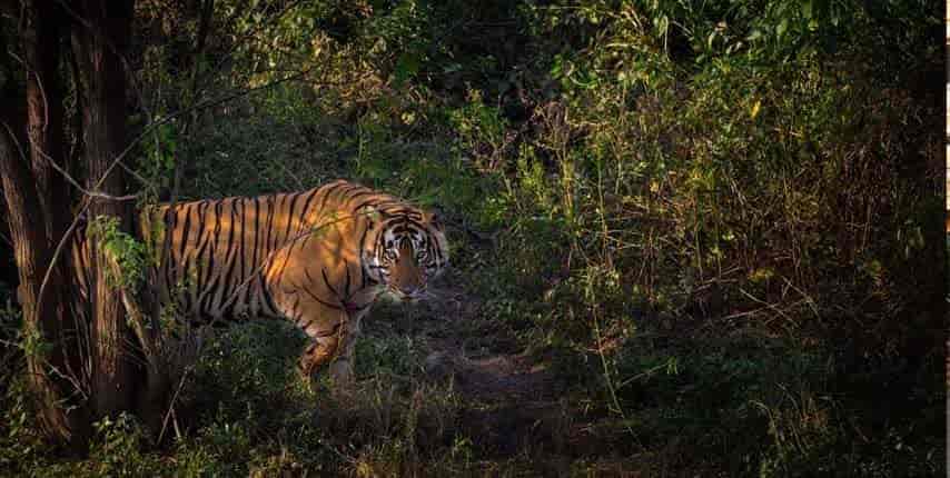 sariska Tiger Safari